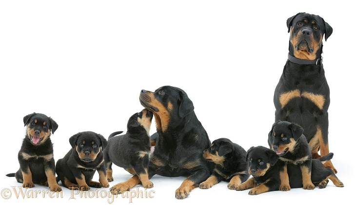 Rottweiler mother and pups, white background