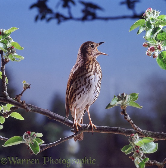 Song Thrush (Turdus philomelos) male singing in spring