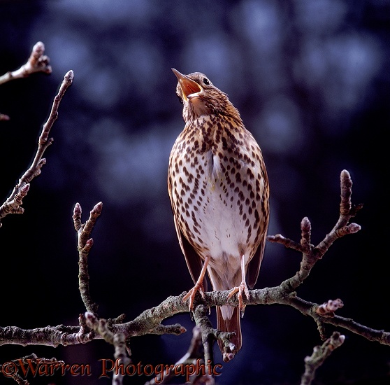Song Thrush (Turdus philomelos) male singing in spring