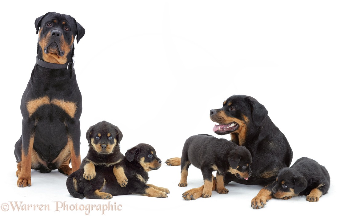 Rottweiler family, white background
