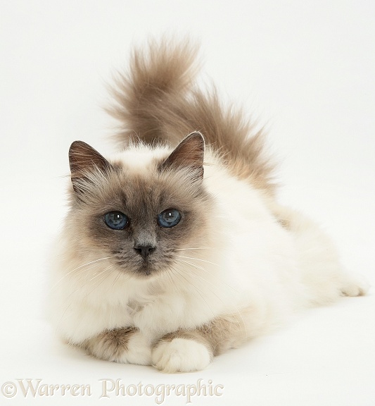 Blue-point Birman cat Freya, white background