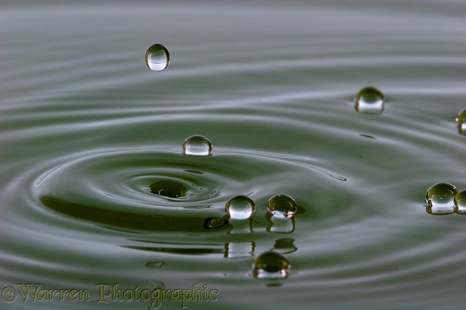 Drips falling onto water under conditions of low surface tension form beads that skate over the surface
