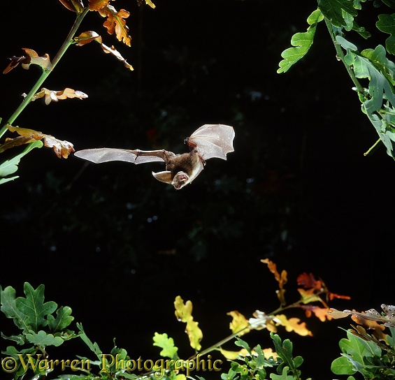 Long-eared Bat (Plecotus auritus) flying among young oak