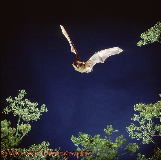 Serotine Bat (Eptesicus serotinus) flying over Hogweed seed heads
