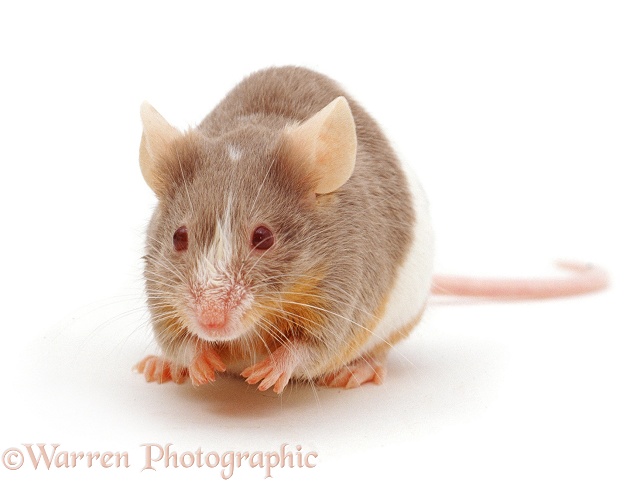 Domestic mouse, white background