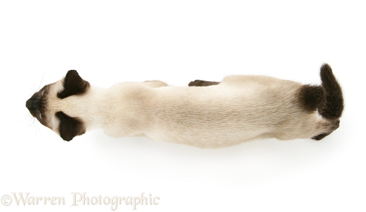Siamese cat viewed from above, white background