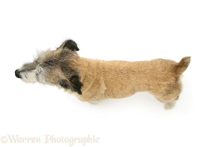 Patterdale x Jack Russell Terrier Jorge viewed from above, white background