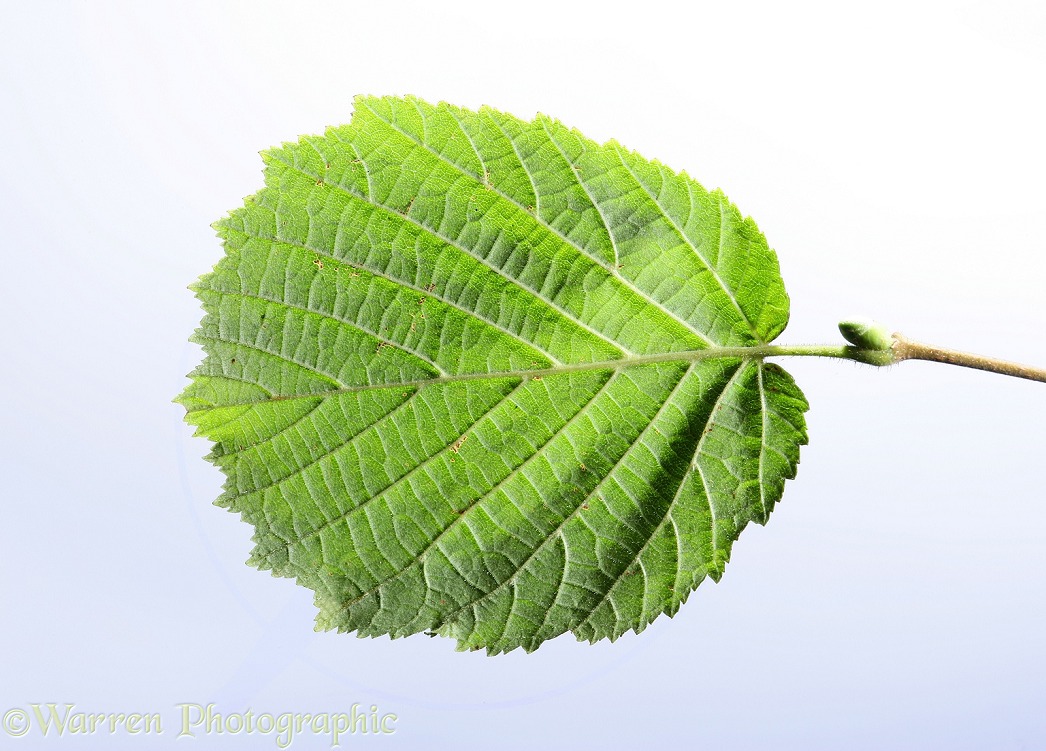 Hazel (Corylus avellana) leaf in late summer, white background