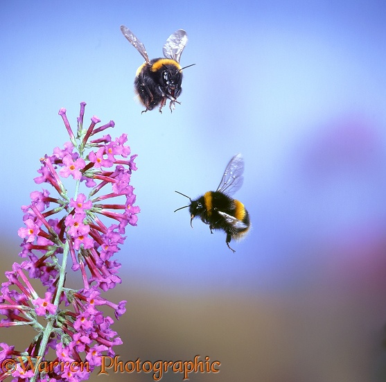 Common White-tailed Bumblebee (Bombus leucorum) queens buzzing round Buddleia in September