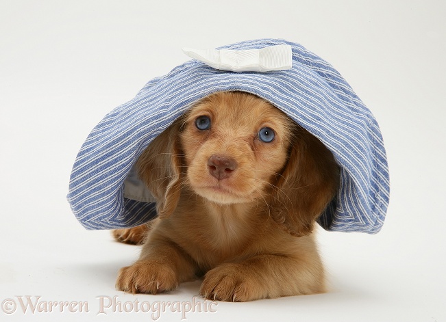 Dachshund puppy with hat on, white background