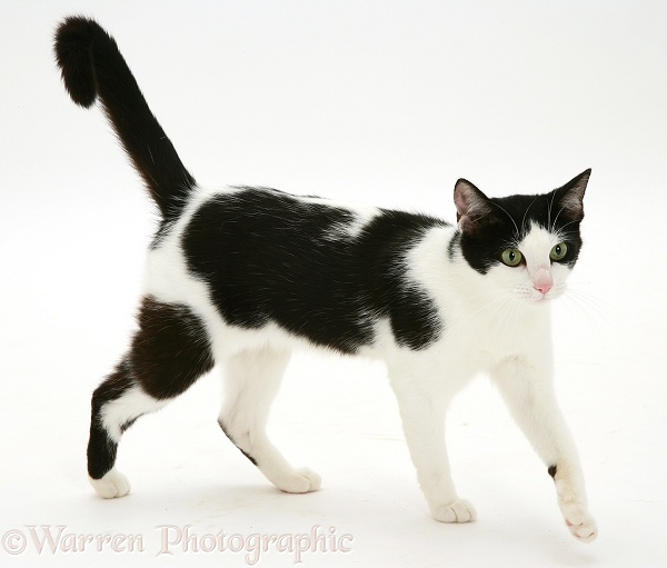 Black-and-white cat walking, white background