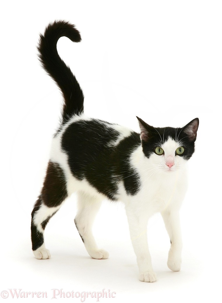 Black-and-white cat walking, white background