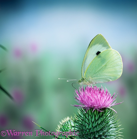 Large White Butterfly (Pieris brassicae) feeding on Spear Thistle
