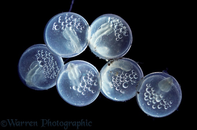 Three-spined Stickleback (Gasterosteus aculeatus) eggs with developing embryos