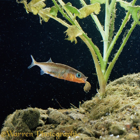 Three-spined Stickleback (Gasterosteus aculeatus) male removing a water snail that approached the nest