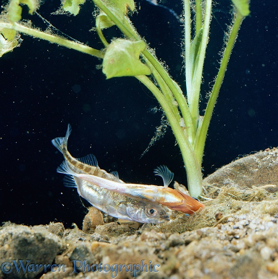 Three-spined Stickleback (Gasterosteus aculeatus) male turning on side to show female entrance of the nest