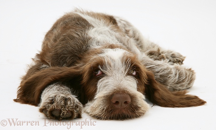 Brown Roan Spinone pup, Wilson, 12 weeks old, lying with chin on the floor, white background