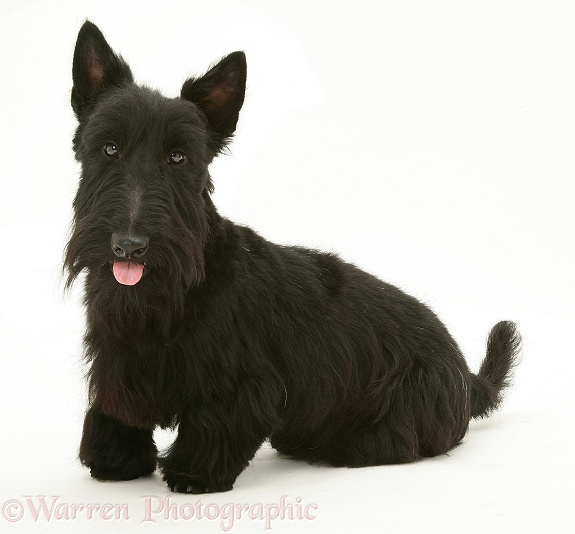 Scottish Terrier, Angus, with his tongue out, white background