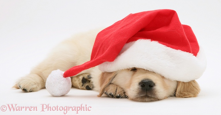 Yellow Labrador Retriever pup in a Santa hat, white background