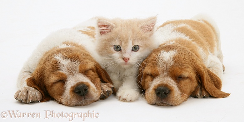 Ginger-and-white Persian-cross kitten Thomson between two sleeping Brittany Spaniel pups, white background
