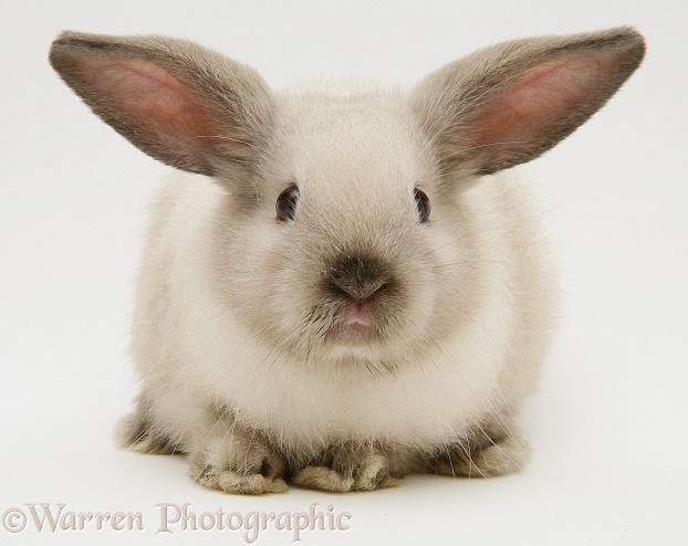 Colourpoint Dwarf Lop baby rabbit, white background