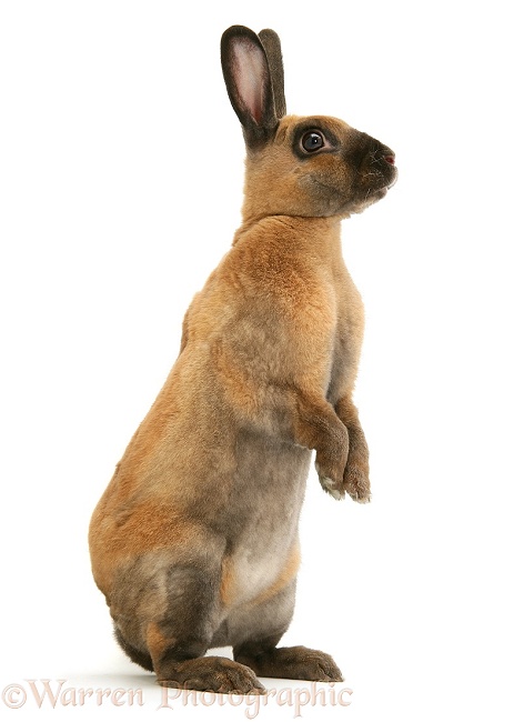 Sooty-fawn Dwarf Rex rabbit sitting tall, white background