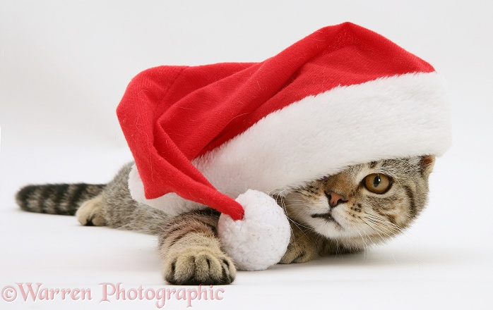 Tabby cat Tiger Lily wearing a Father Christmas hat, white background