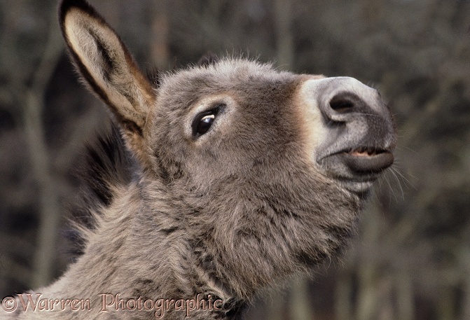 Donkey making a funny face