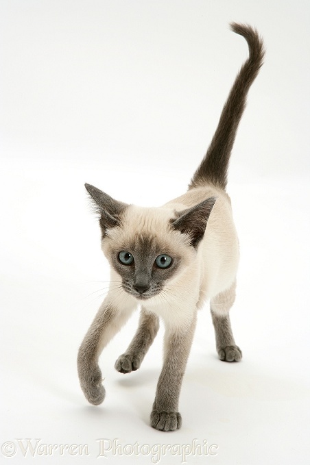 Blue-point Siamese kitten walking, white background