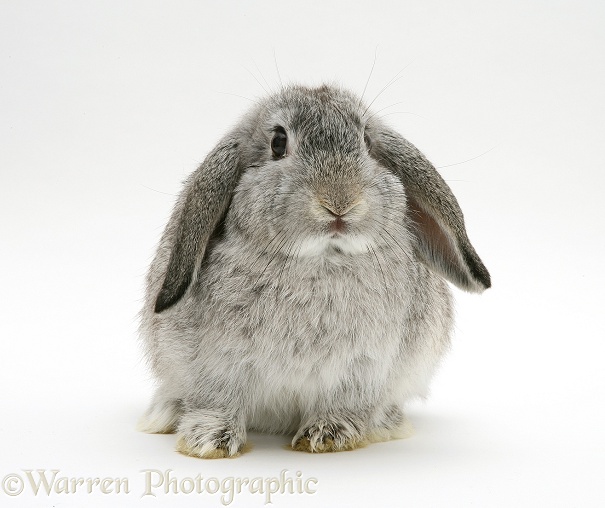 Silver Lop rabbit, white background