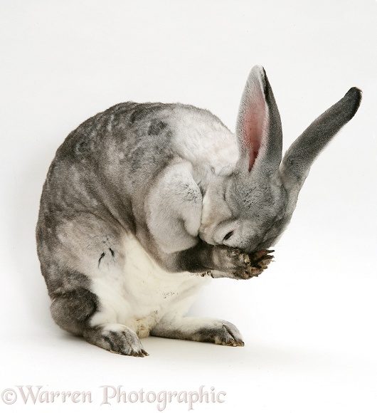 Silver Rex doe rabbit washing her face, white background