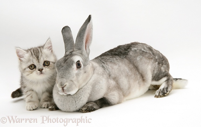Silver Exotic kitten, 9 weeks old, with Silver Rex doe rabbit, white background