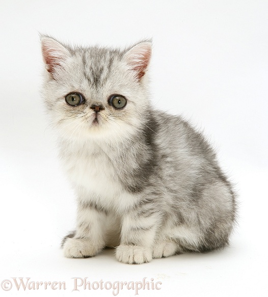 Blue-silver Exotic kitten, 9 weeks old, white background