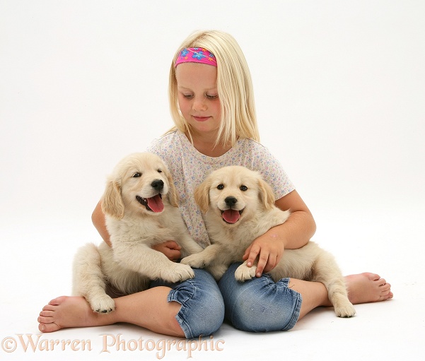 Rosie with two golden Retriever Lola pups, white background