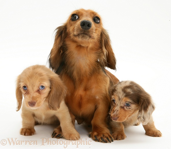 Red Dapple Miniature Long-haired Dachshund bitch Cleo with two pups, white background