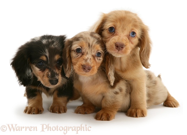 Three Dapple Miniature Long-haired Dachshund pups, white background