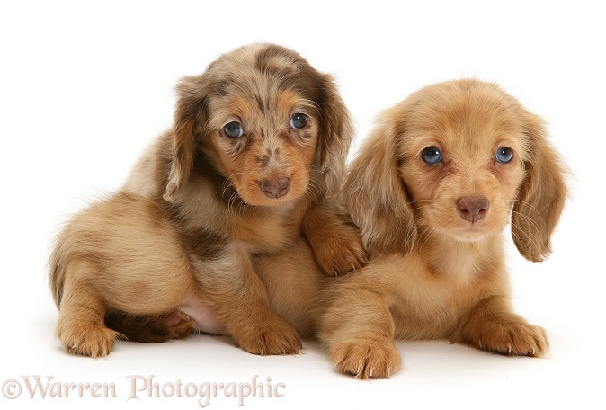 Chocolate Dapple and Cream Dapple Miniature Long-haired Dachshund pups, white background