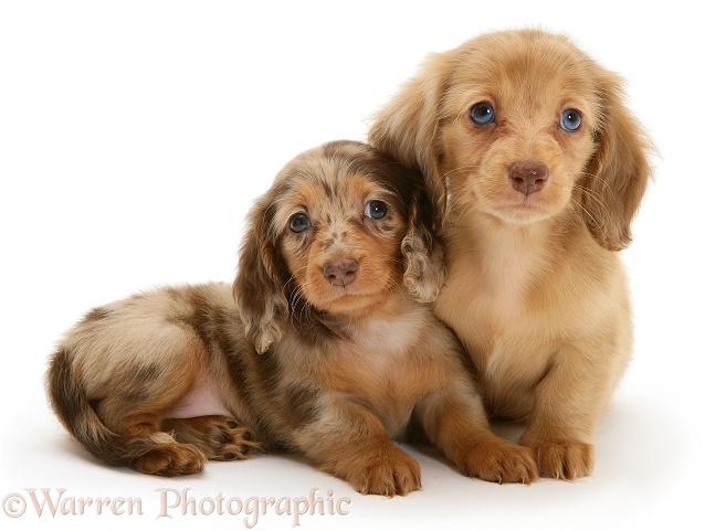 Chocolate Dapple and Cream Dapple Miniature Long-haired Dachshund pups, white background