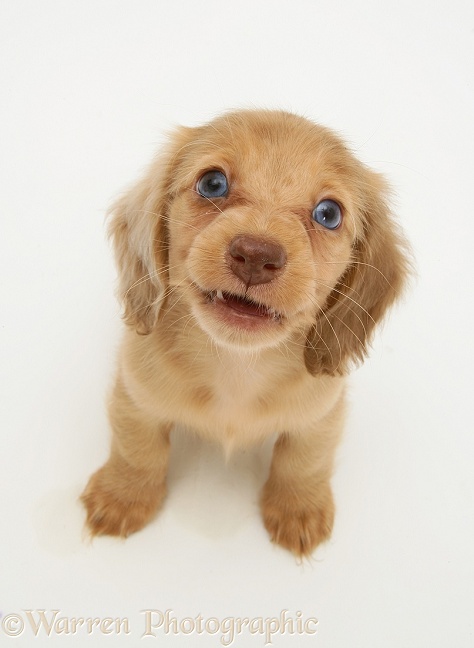 Cream Dapple Miniature Long-haired Dachshund pup looking up, white background