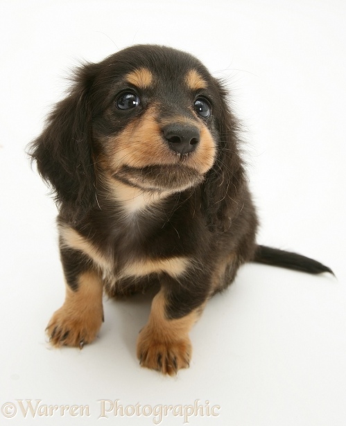 Silver Dapple Miniature Long-haired Dachshund pup looking up, white background