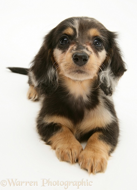 Silver Dapple Miniature Long-haired Dachshund pup, white background