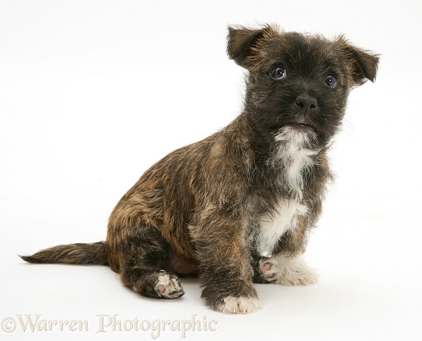 West Highland White Terrier x Jack Russell Terrier Buttercup pup, white background