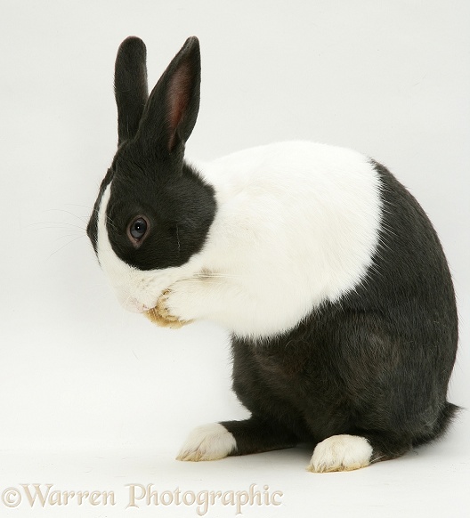 Black Dutch rabbit washing his paws, white background