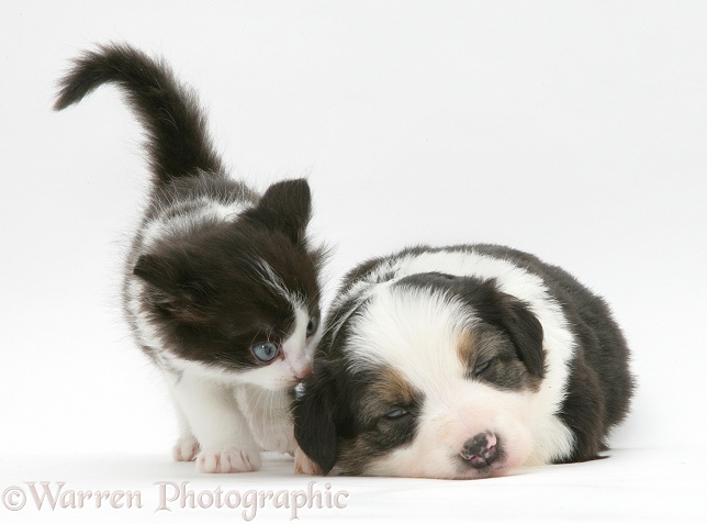 Black-and-white kitten and tricolour Border Collie pup, white background