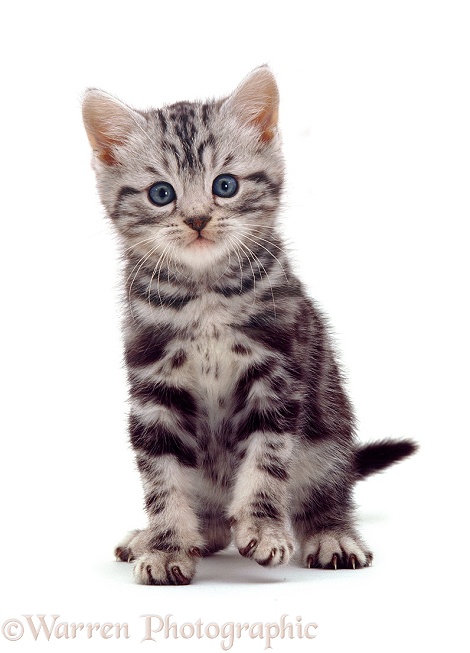 British Shorthair silver tabby kitten, white background