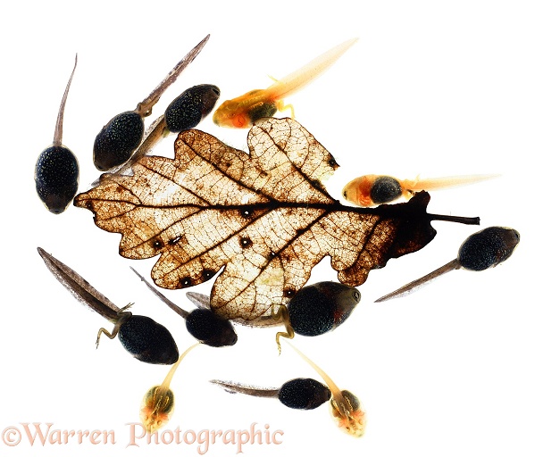 Common Frog (Rana temporaria) erythristic tadpoles with normal tadpoles around a skeletonised oak leaf, white background