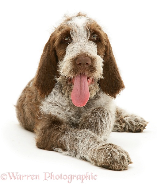 Brown Roan Spinone pup, Wilson, 12 weeks old, with tongue out, white background