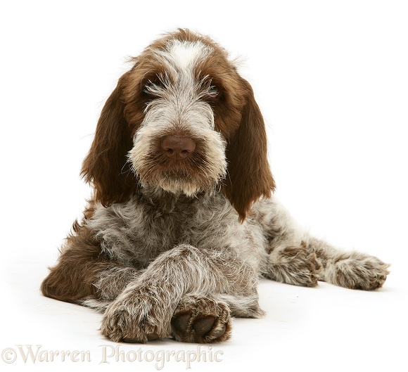 Brown Roan Spinone pup Wilson, 12 weeks old, with paws crossed, white background