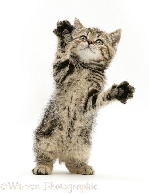 Tabby kitten reaching up, white background