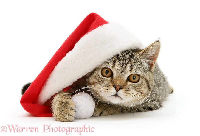 Tabby cat, Tiger Lily, under a Father Christmas hat, white background